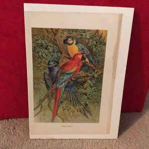 Parrots and Macaws by JCK Print Repro!